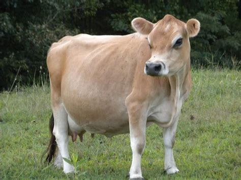 Posted 3 months ago. . Jersey cows for sale near me
